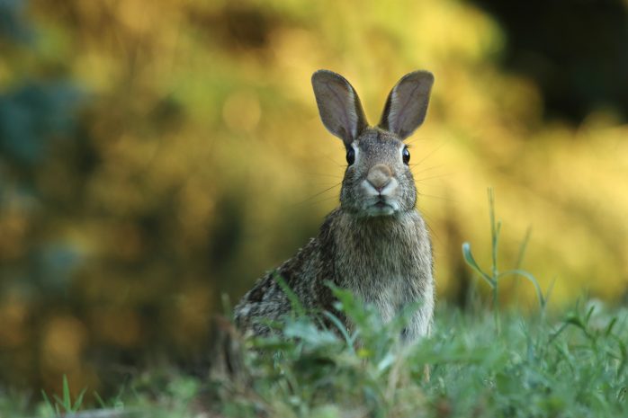 Wild Rabbit watching cameraman