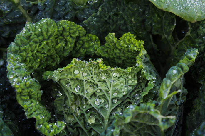 Photograph of Kale