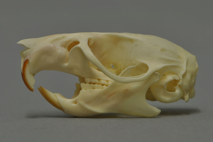 Rodent Skull