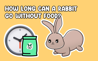 How Long can rabbits go without food