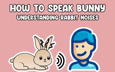 How to Speak Rabbit