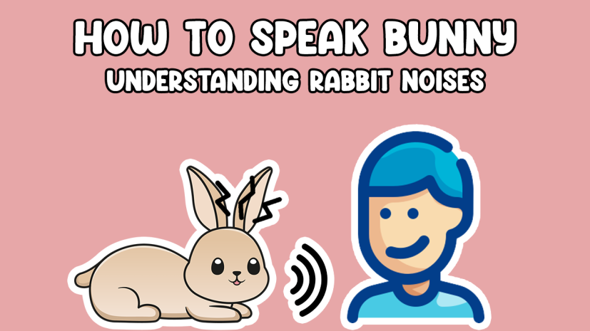 How to Speak Rabbit