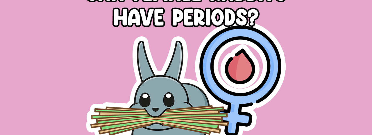 Can female rabbits have a period thumbnail