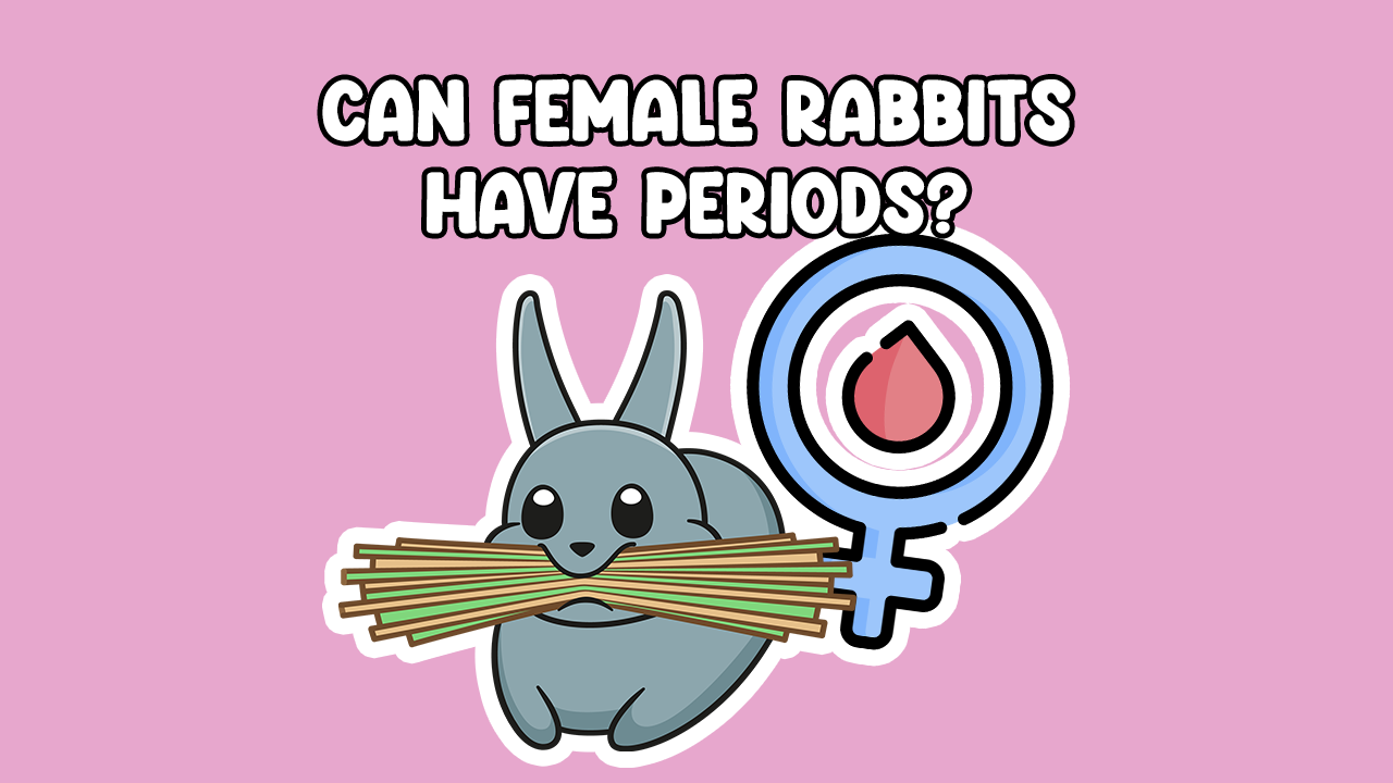 Do Rabbits Have Periods & Bleed? Cottontail Club