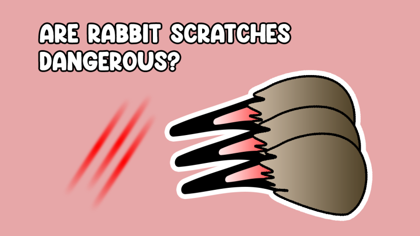 Are Rabbit Scratches Dangerous?