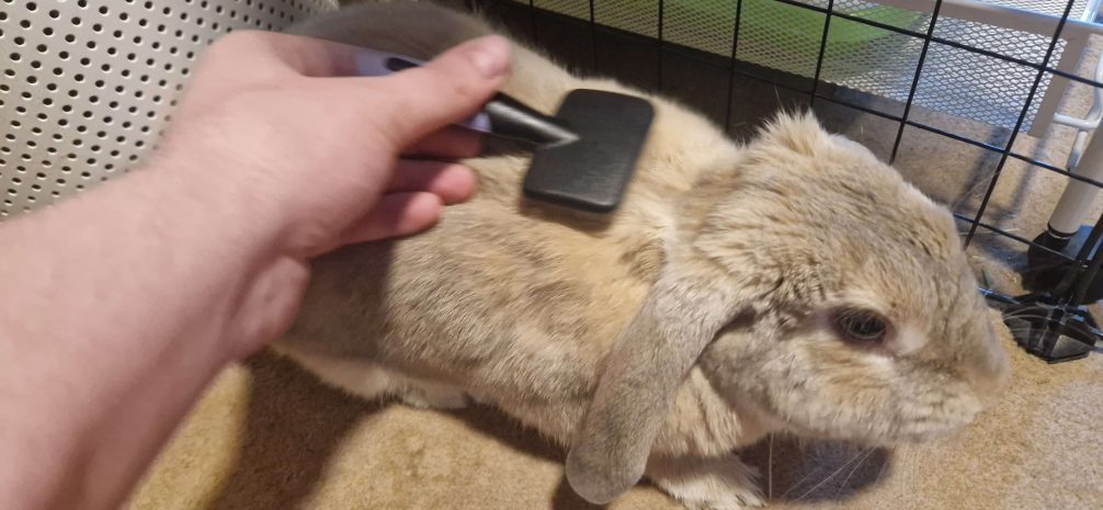 Hand brushing a domestic rabbit