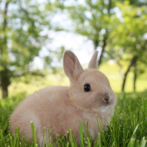 Cute Netherland Dwarf Rabbit Breed