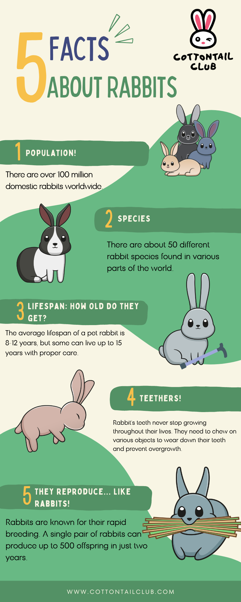 5 Facts About Rabbits - Infographic