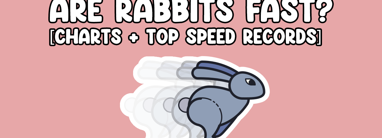 Are Rabbits Fast? Thumbnail