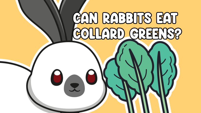 Can Rabbits Eat Collard Greens
