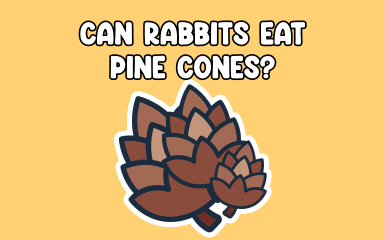 Can Rabbits Eat Pinecones