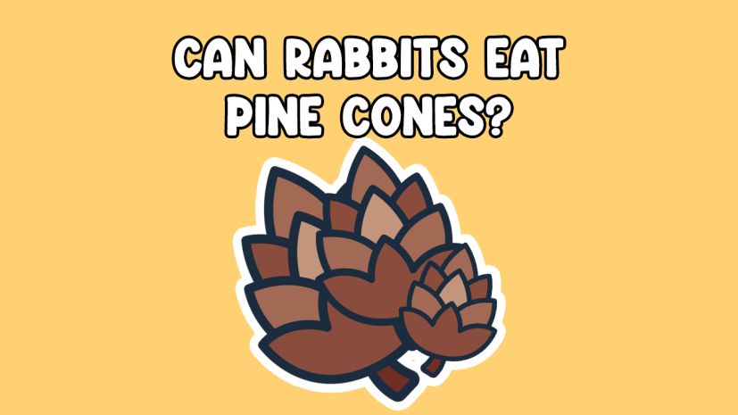 Can Rabbits Eat Pinecones