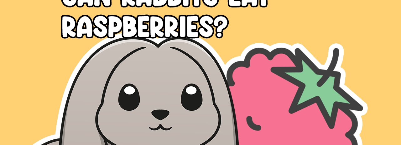 Can Rabbits Eat Raspberries