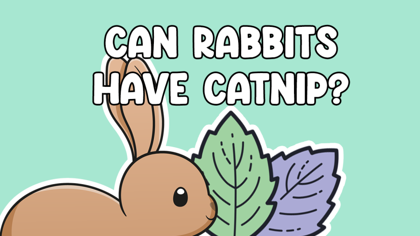 Can rabbits have catnip