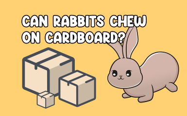 Can rabbits chew on cardboard?