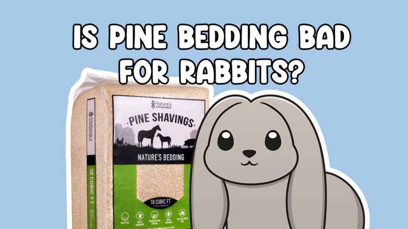 Is Pine Bedding Bad For Rabbits