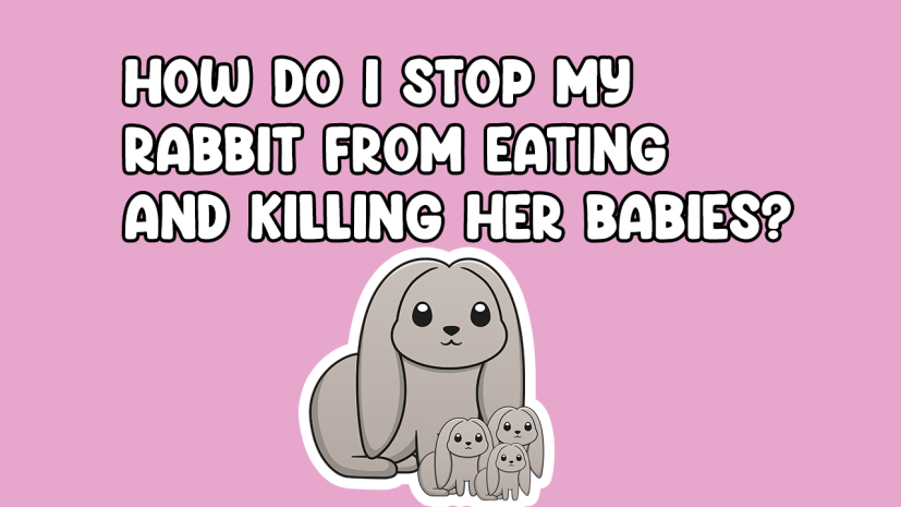 How to stop rabbit Killing her babies