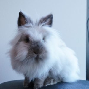 Lionhead Breed of Rabbit Breed