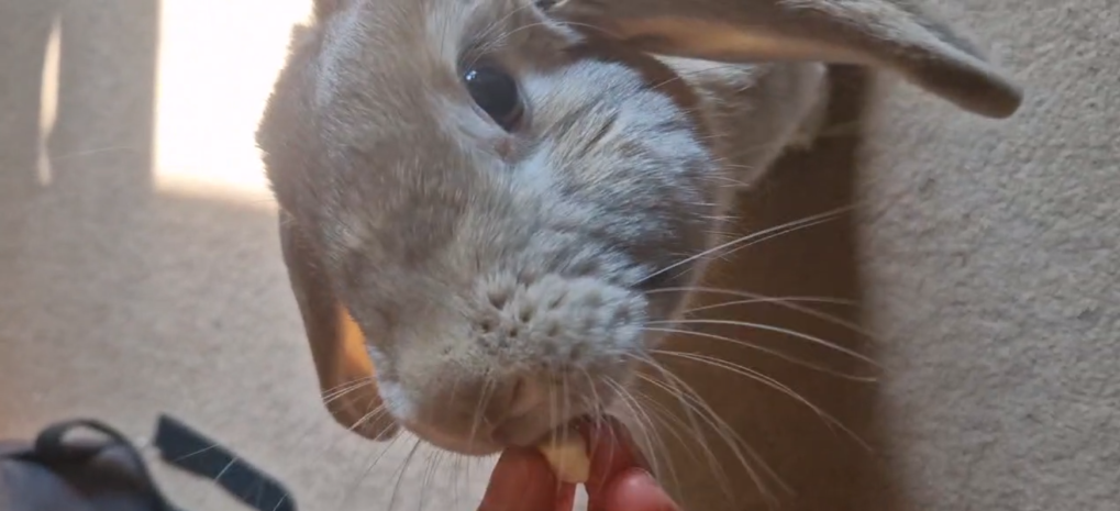 Rabbit eating diced banana