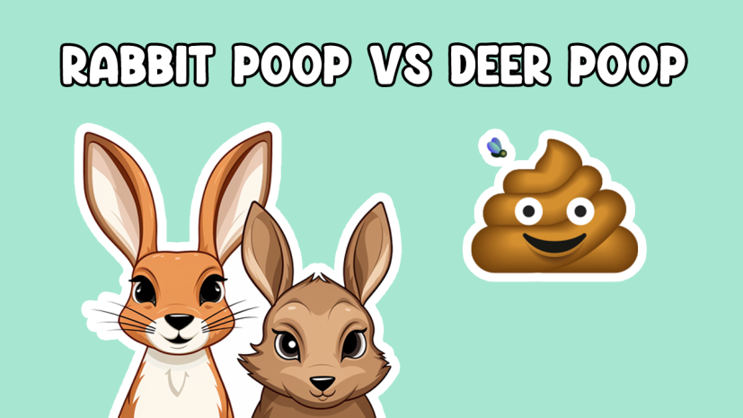 deer poop vs rabbit poop