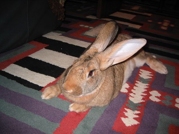 Flemish Giant Rabbit Breed