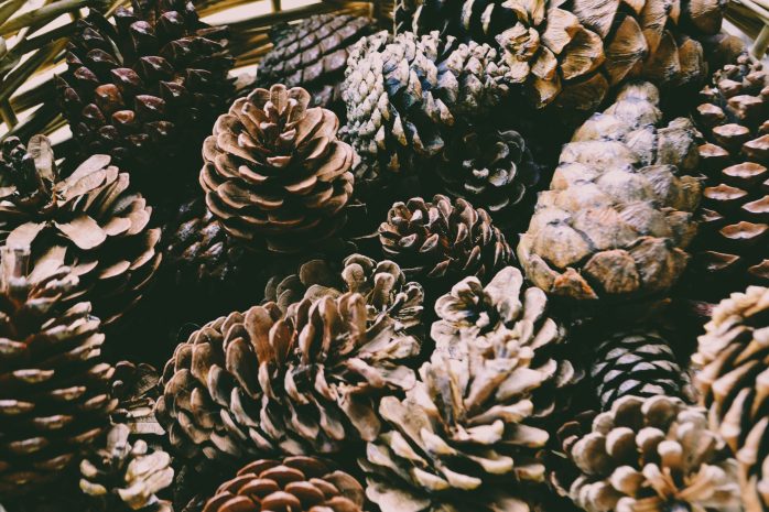 Collection of Pinecones