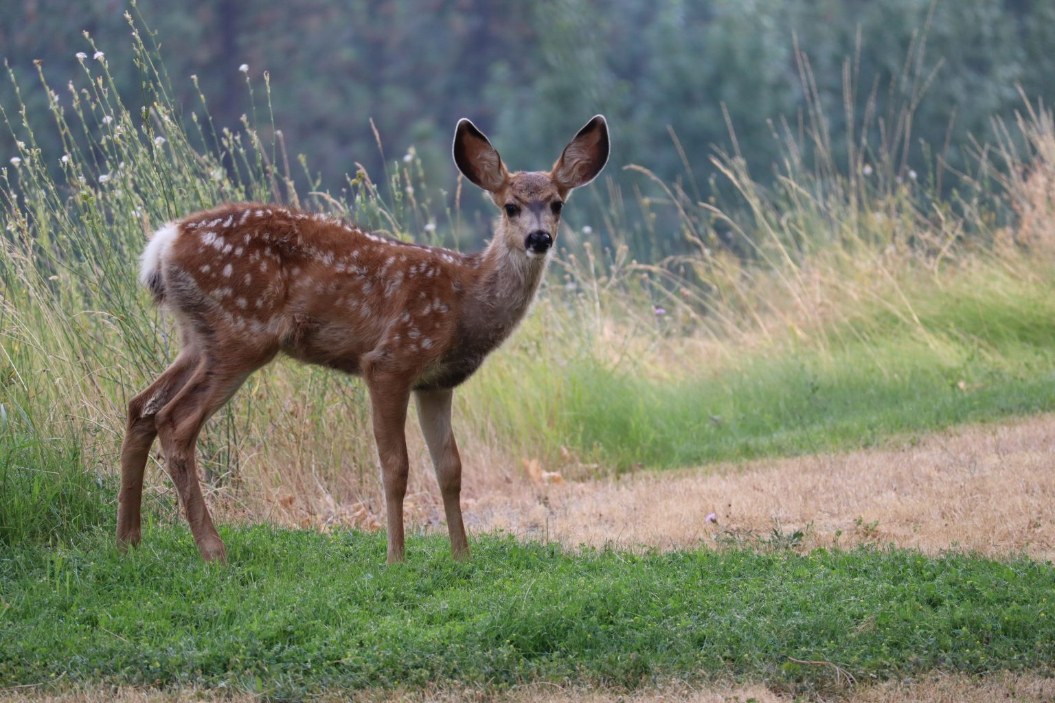 Rabbit Poop vs Deer Poop: An In-depth Comparison | Cottontail Club