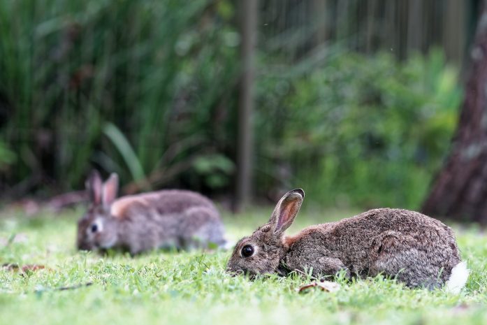 Wild Rabbits outside in a forest