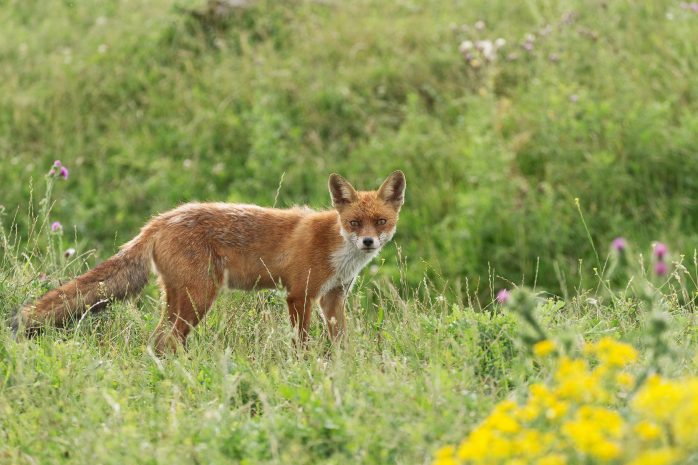 Fox in a field looking for food