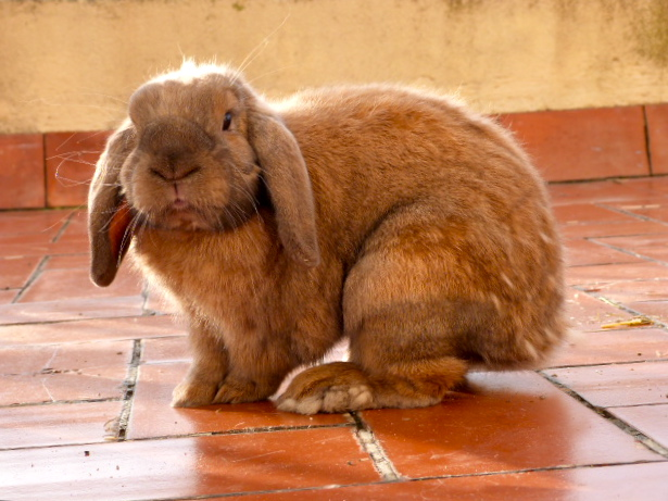 French Lop Rabbit