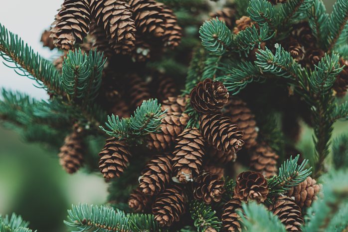 Pinecones in tree