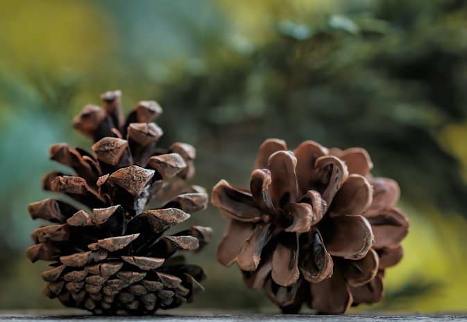 Two Pinecones